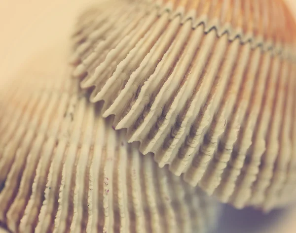 Seashell textuur, close-up met selectieve aandacht en toning Retro — Stockfoto