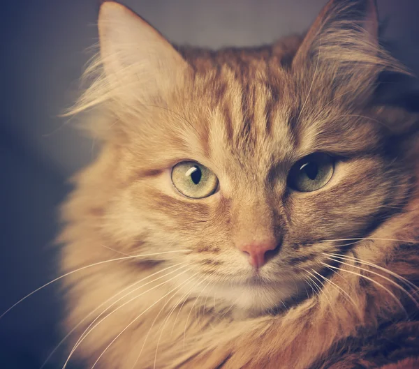 Retrato de hermoso gato pelirrojo con una tonificación retro — Foto de Stock