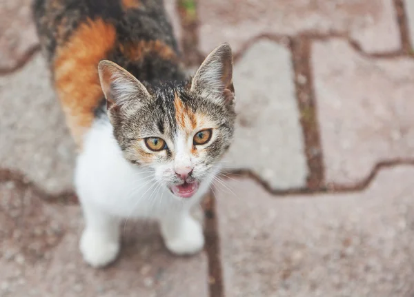 Tricolore chat extérieur regardant dans la caméra — Photo