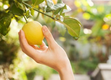 el bir limon ağacı şubesinden tatili