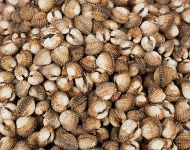 Deniz salyangoz, arka plan ve doku