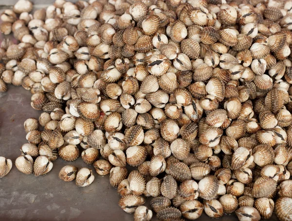 Sea snails, background and texture — Stock Photo, Image