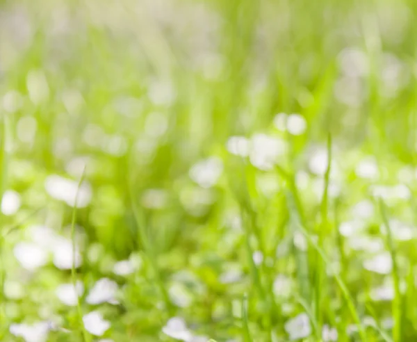 Fondo de primavera borrosa — Foto de Stock