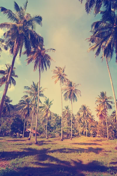 Пальмовий гай, джунглі в тропічних лісах — стокове фото