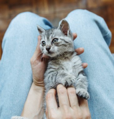 Bir kadının kucağında uzanmış kameraya bakan küçük gri bir kedi yavrusu portresi.