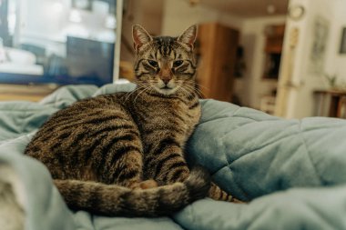 Evdeki kanepede yatan komik gri tekir kedi.