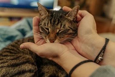 Bir kedi başını sahibinin nazik ellerine bırakır.