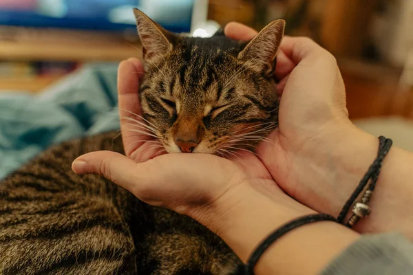 Bir kedi başını sahibinin nazik ellerine bırakır.