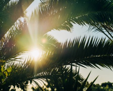 Parlak Güneş Palmiye Ağacı Yaprakları Arasında Işınlar