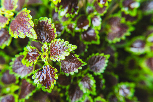 Macro hybrid coleus plant leaves with water drops after rain