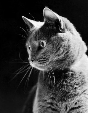 Rus mavi kedi, stüdyo vurdu