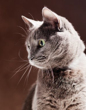 Rus mavi kedi, stüdyo vurdu