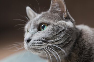 Rus mavi kedi, stüdyo vurdu