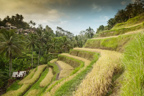 Terasz rizsföldek Tegallalang, Ubud a Bali, Indonézia. — Stock Fotó