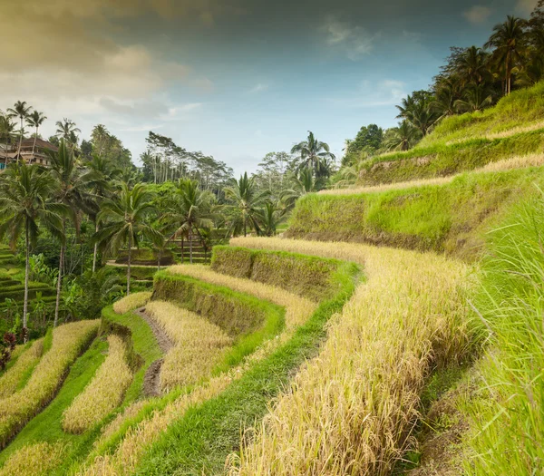 Terasz rizsföldek Tegallalang, Ubud a Bali, Indonézia. — Stock Fotó