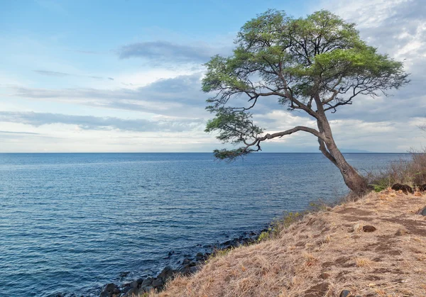 Árbol en la playa sobre un fondo de un hermoso cielo atardecer — Foto de Stock