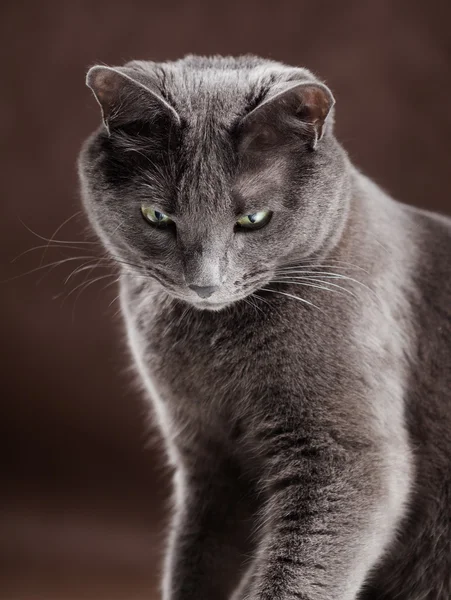 Ryska blå katt, studio skott — Stockfoto