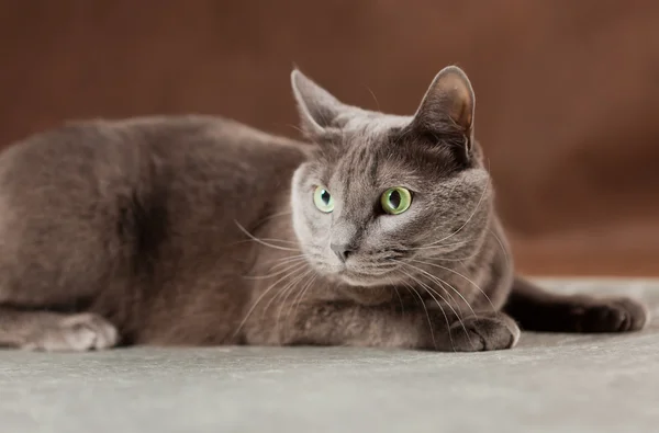 Russian Blue Cat, studio shot — Stock Photo, Image