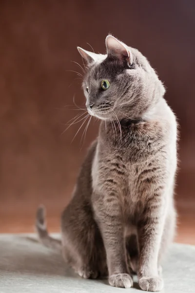 Russian Blue Cat, studio shot — Stock Photo, Image