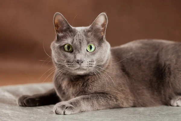 Ruská modrá kočka, studio zastřelil — Stock fotografie