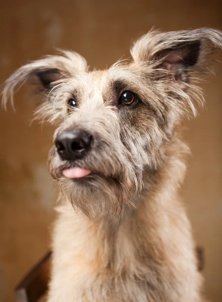 Portrétní studia funny pes hnědá a nadýchané zastřelil — Stock fotografie
