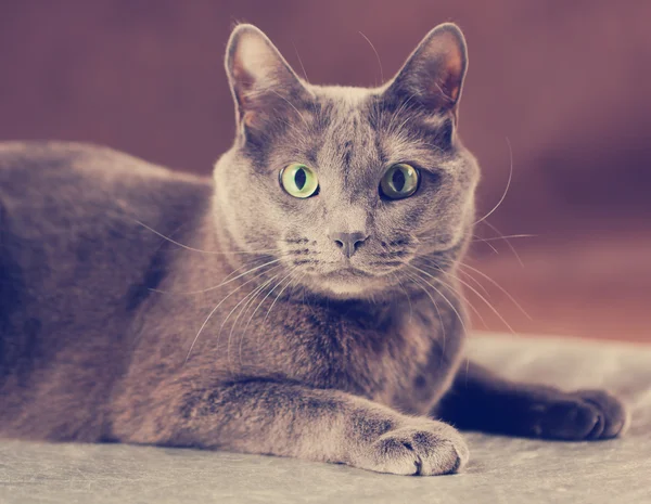 Gato azul russo, tiro de estúdio — Fotografia de Stock