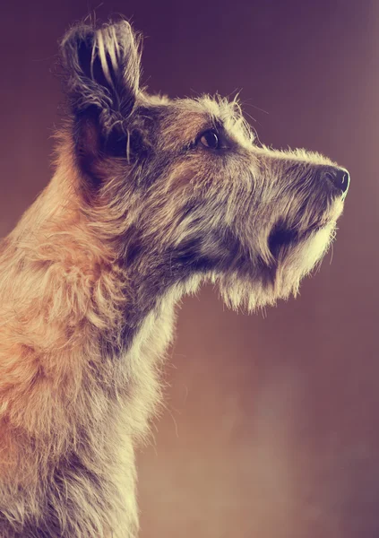 Portret van een grappige bruin en pluizig hond-studio opname — Stockfoto
