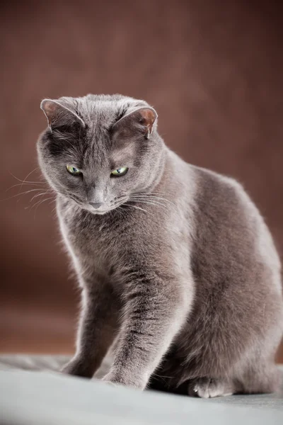 Orosz kék macska, stúdió felvétel — Stock Fotó