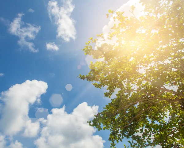 Ağaçlar mavi gökyüzü güneş. Güzel doğal bac — Stok fotoğraf