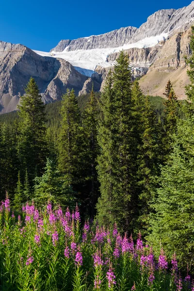 Flores silvestres frente al glaciar Crowfoot en el Parque Nacional Banff — Foto de Stock