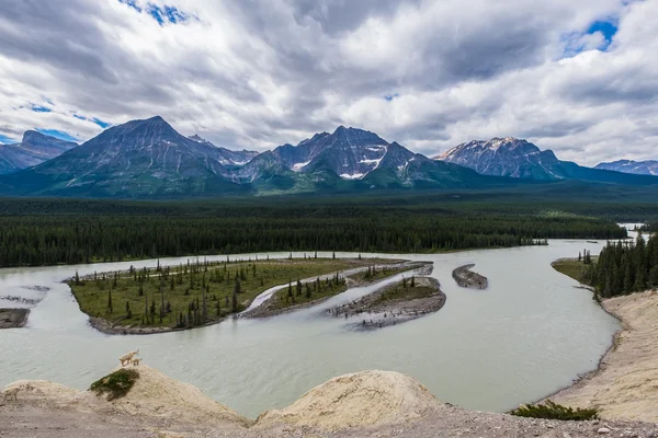 Berggeiten uitkijken over de Athabasca River op de Kerkesli — Stockfoto