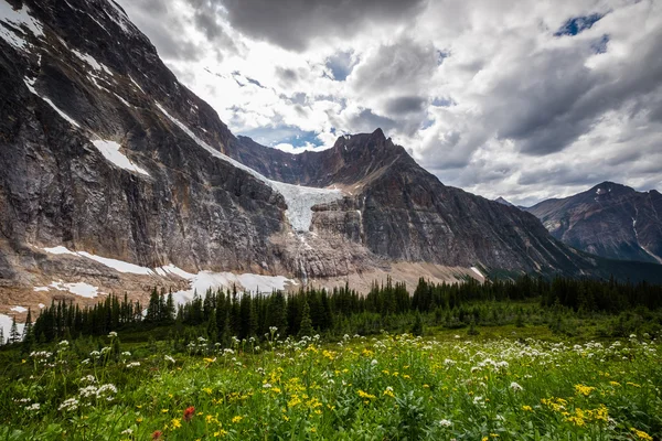 Cavell Meadows and Angel Glacier on Mt Edith Cavell in Jasper Na — Stock Photo, Image