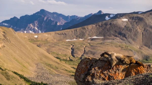 A Hoary Marmot soaks up the sun on one of the Bald Hills peaks i — Stock Photo, Image