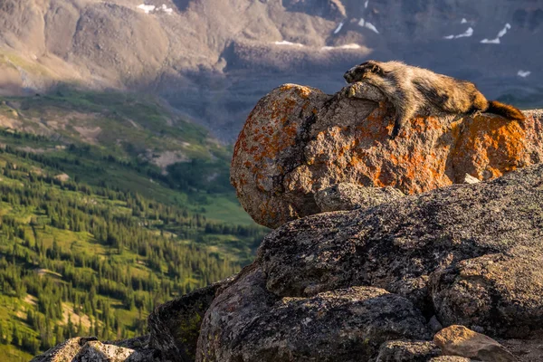 Um Hoary Marmot absorve o sol em um dos picos de Bald Hills i — Fotografia de Stock
