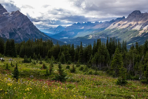 Blommor på en äng med utsikt över Peyto dalen — Stockfoto