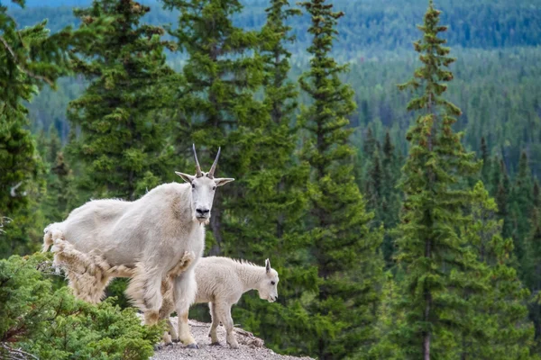 Athabasca Nehri Kerkesli, dağ keçileri dikkat et Telifsiz Stok Imajlar