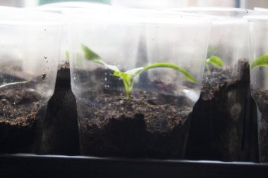 düz bir tabak içinde fidan
