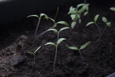 düz bir tabak içinde fidan