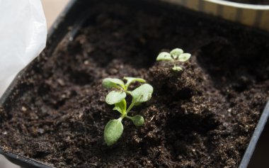 düz bir tabak içinde fidan