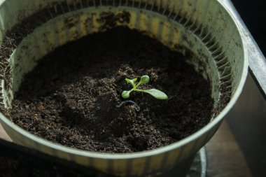 düz bir tabak içinde fidan