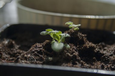 düz bir tabak içinde fidan