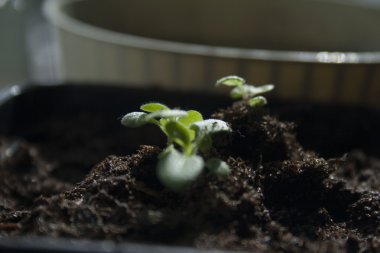 düz bir tabak içinde fidan