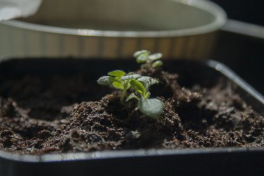 düz bir tabak içinde fidan