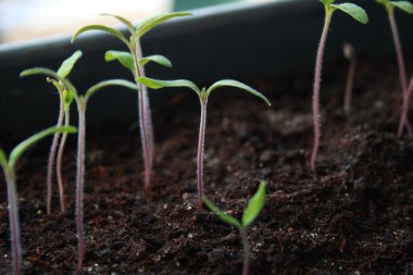 düz bir tabak içinde fidan