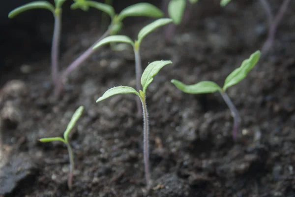 Seedlings in a flat dish — Stock Photo, Image