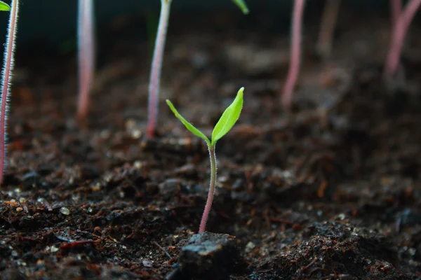 Plantor i en flat tallrik — Stockfoto