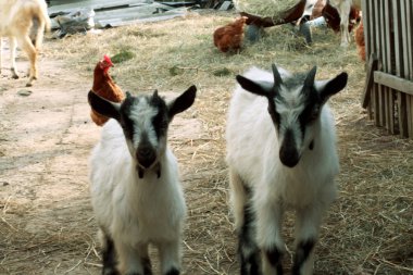 çiftliğin avlusunda otlatma