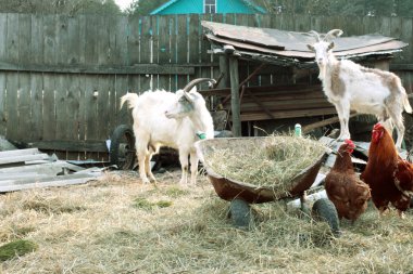 çiftliğin avlusunda otlatma
