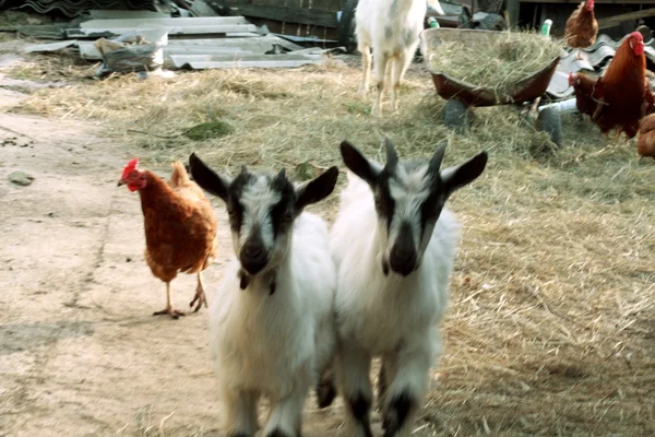 Esmagamento no quintal da fazenda — Fotografia de Stock