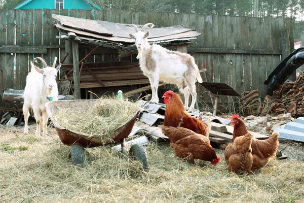Grazen in de tuin van de boerderij — Stockfoto